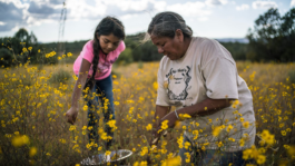 INTERNATIONAL CINEMA